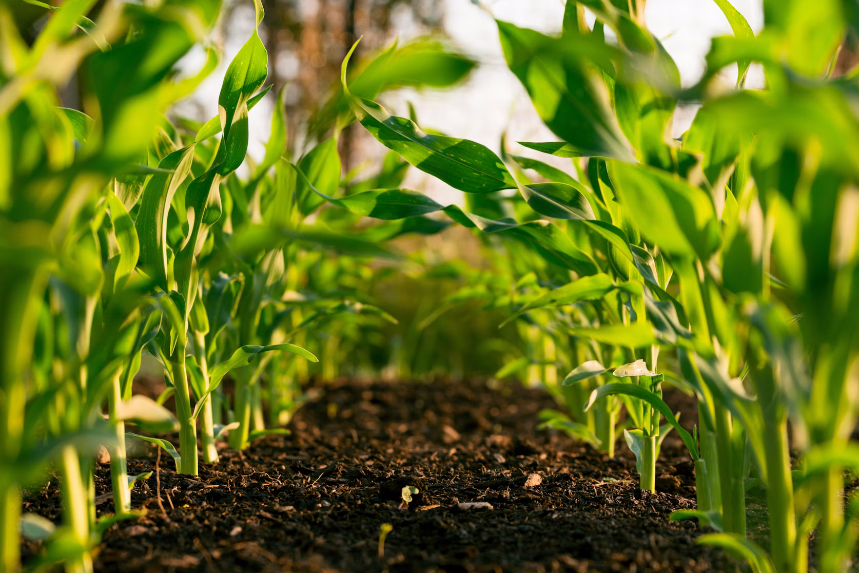 Irrigation